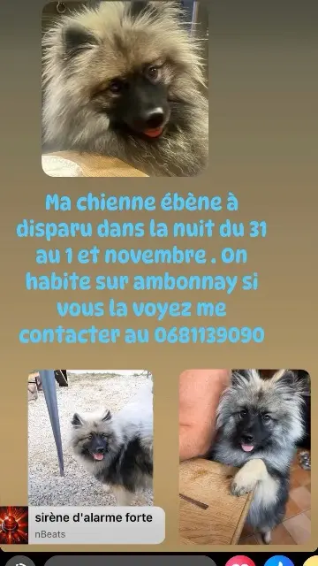 chienne lost   51150 Ambonnay Ebene