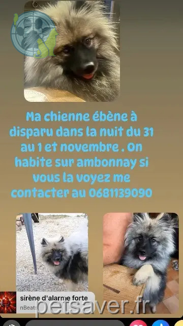 perra perdida 51150 Ambonnay Ebene perra lost 51150 Ambonnay Ebene
