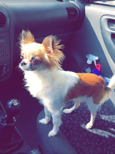 chienne lost   51450 Bétheny Kitty