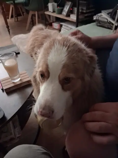 chienne lost   51230 Connantray-Vaurefroy Nala