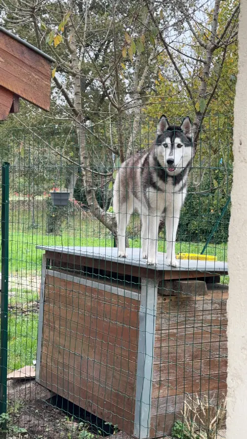 Chienne Perdue 51 Marne - Olympe