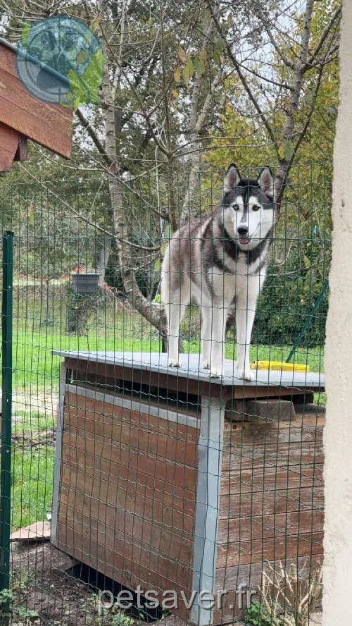 Chienne Perdue 51 Marne - Olympe Chienne Perdue 51 Marne - Olympe
