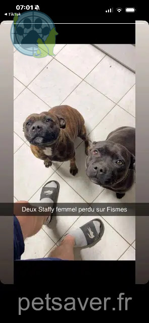 chienne lost   51170 Fismes Orca