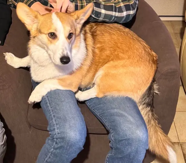 chienne lost   51130 Loisy-en-Brie Tosca