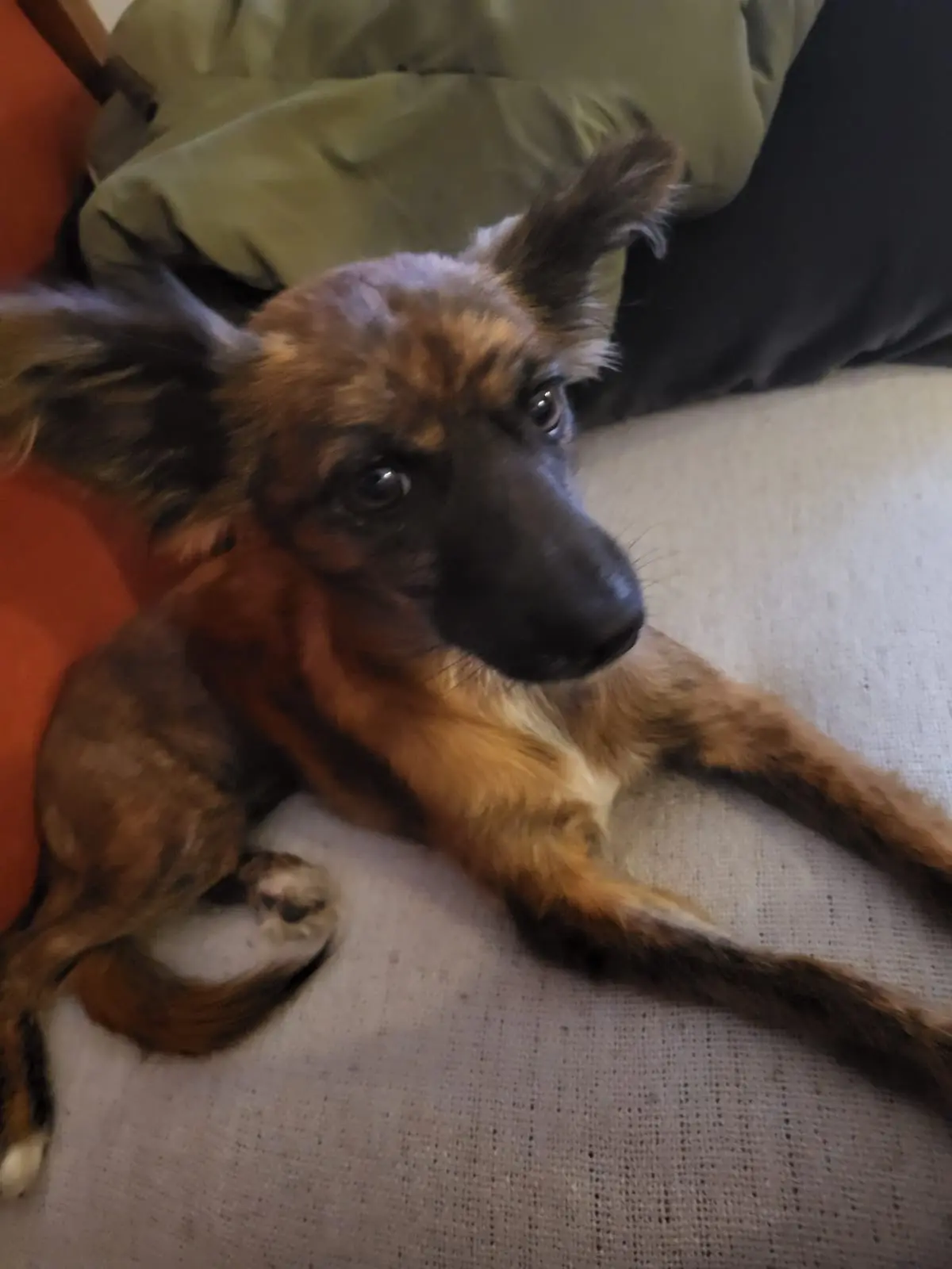 Chienne Perdue 51 Marne - Yumi Chienne Perdue 51 Marne - Yumi