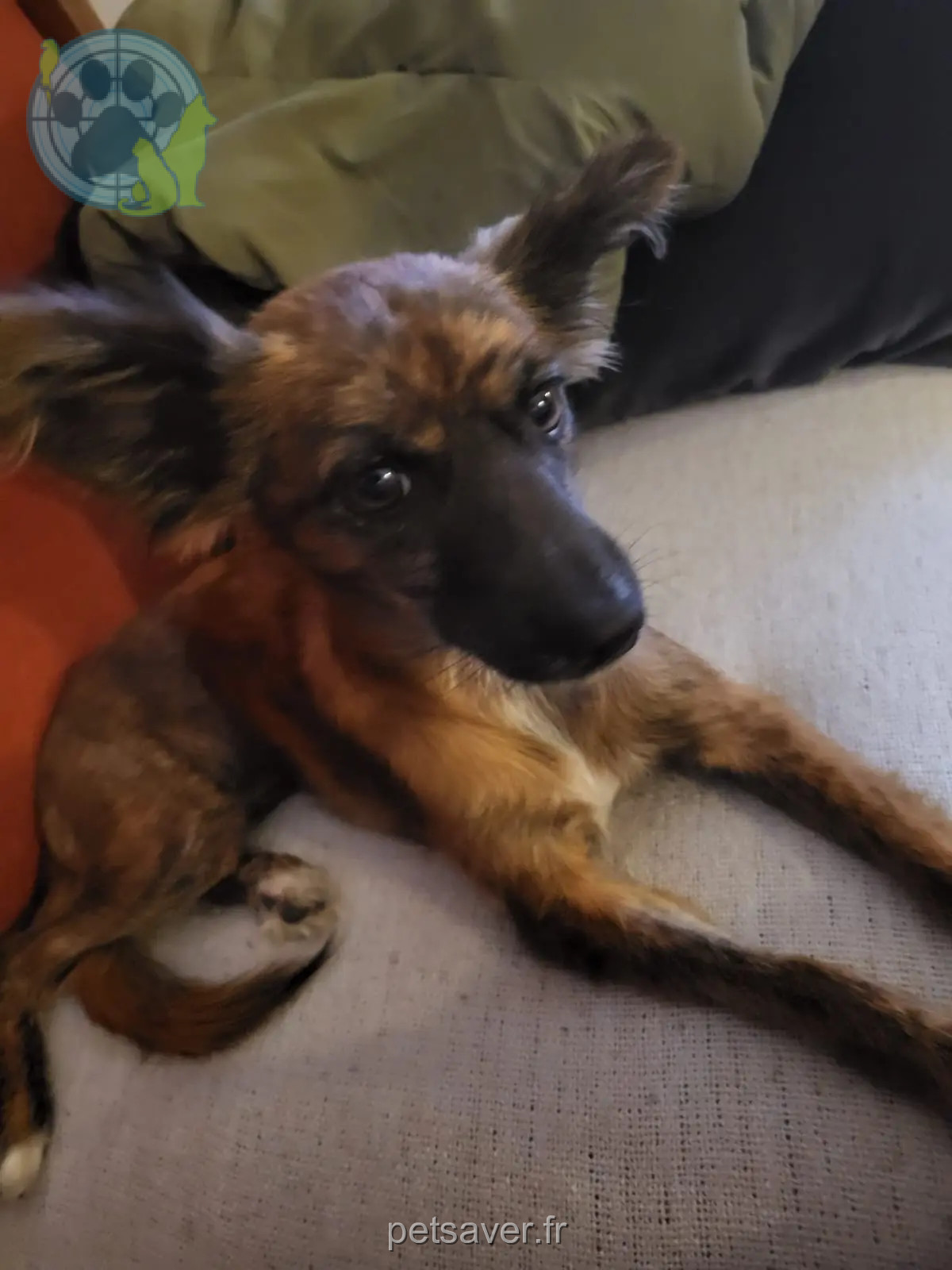Chienne Perdue 51 Marne - Yumi Chienne Perdue 51 Marne - Yumi