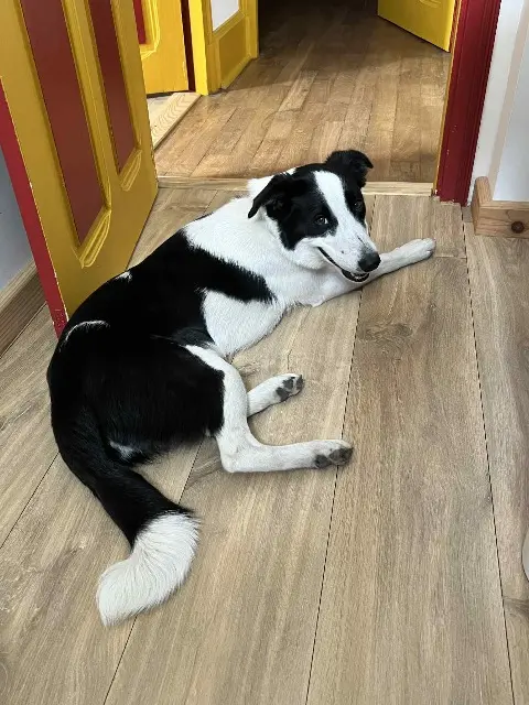 chienne lost   52300 Joinville Argos