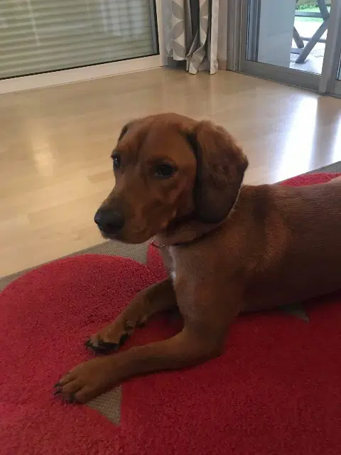 chienne lost   52160 Bay-sur-Aube Noisette