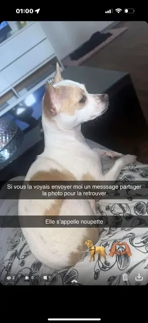 chienne lost   52100 Saint-Dizier Noupette