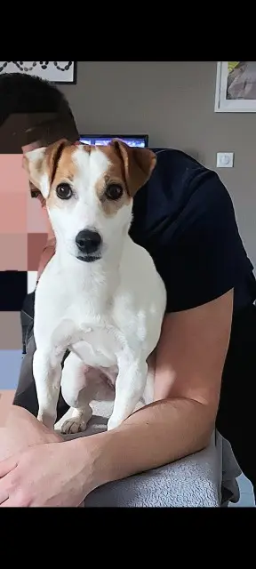 chienne lost   52130 Fays orka