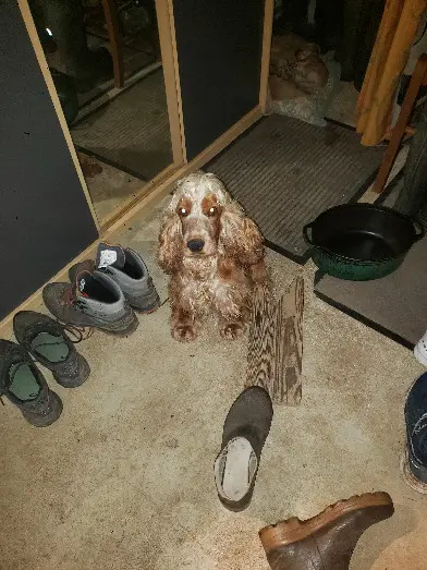 Chienne Perdue 52 Haute-Marne Rives Dervoises - Toupie Chienne Perdue 52 Haute-Marne Rives Dervoises - Toupie