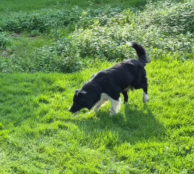 chienne lost   53230 La Chapelle-Craonnaise Ilona