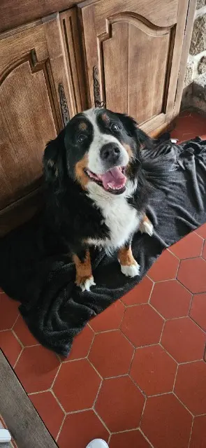 cadela perdida 53120 Hercé Mascotte cadela lost 53120 Hercé Mascotte