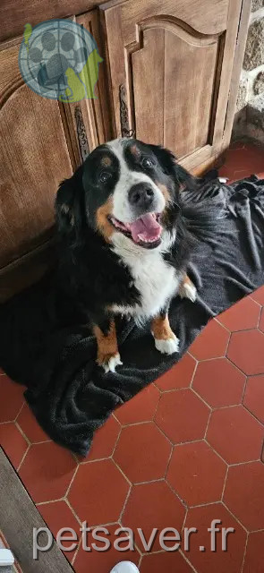 teef vermist 53120 Hercé Mascotte teef lost 53120 Hercé Mascotte