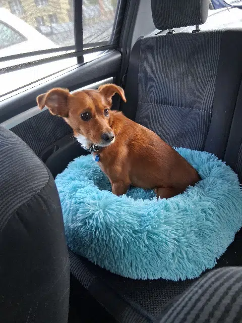 chienne lost   53000 Laval Missmo