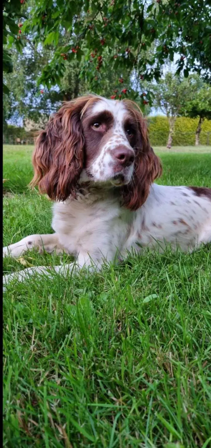 Chienne Perdue 53 Mayenne Chienne Perdue 53 Mayenne