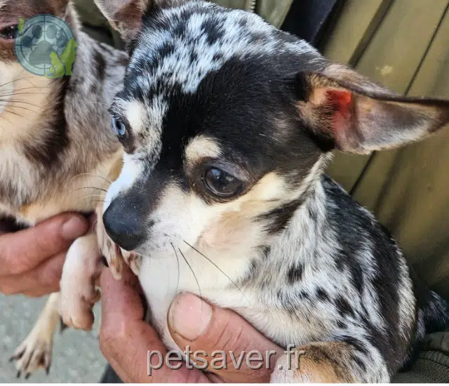 chienne lost   53700 Courcité Oasis