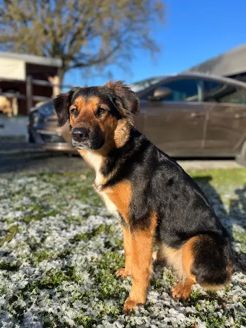 chienne lost   53940 Saint-Berthevin Odile