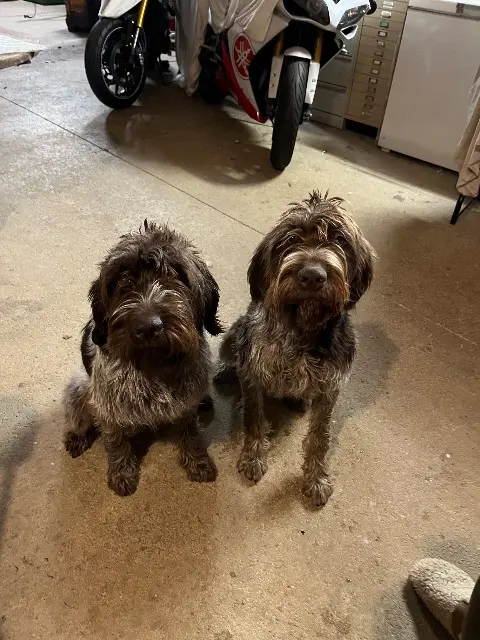 chienne lost   53320 Montjean Oups et virage