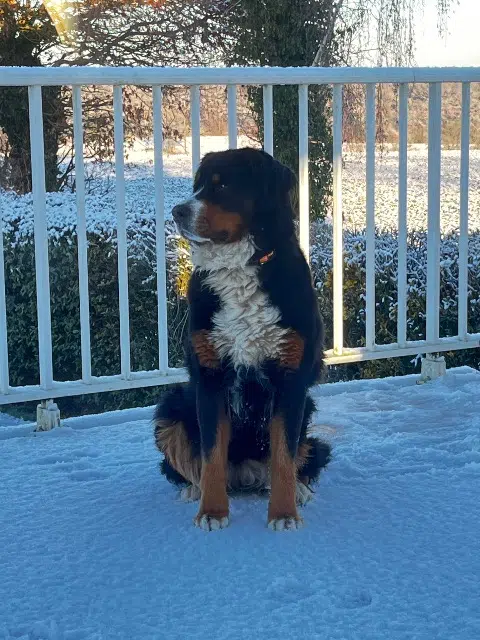 chienne lost   53410 La Brûlatte Passoa