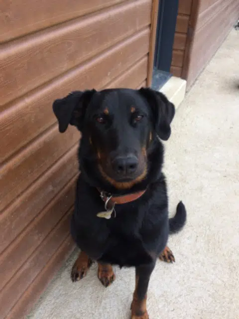 chienne lost   53140 Pré-en-Pail-Saint-Samson Ola