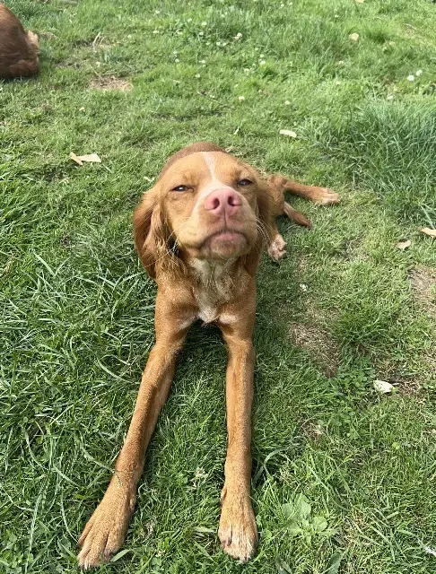 chienne lost   53200 Prée-d'Anjou Blue