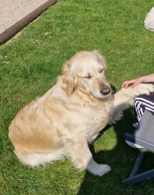 chienne lost    Évron Shippie