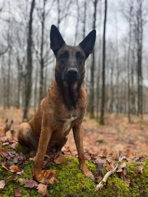 chienne lost   53100 Saint-Georges-Buttavent Storm