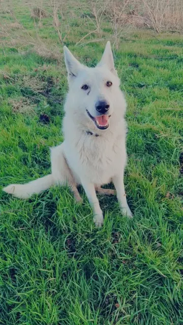 chienne lost   53500 Montenay Tara