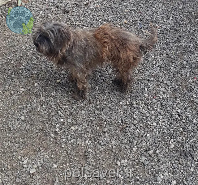 cadela perdida 53190 Désertines Tessa cadela lost 53190 Désertines Tessa