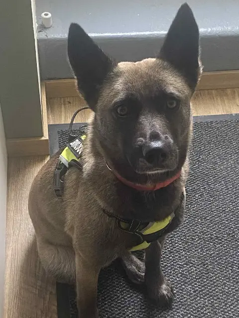 dog lost   53110 Thubœuf Vannier