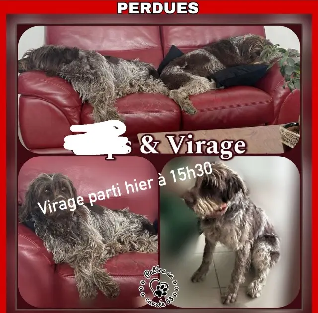 chienne lost   53320 Montjean VIRAGE