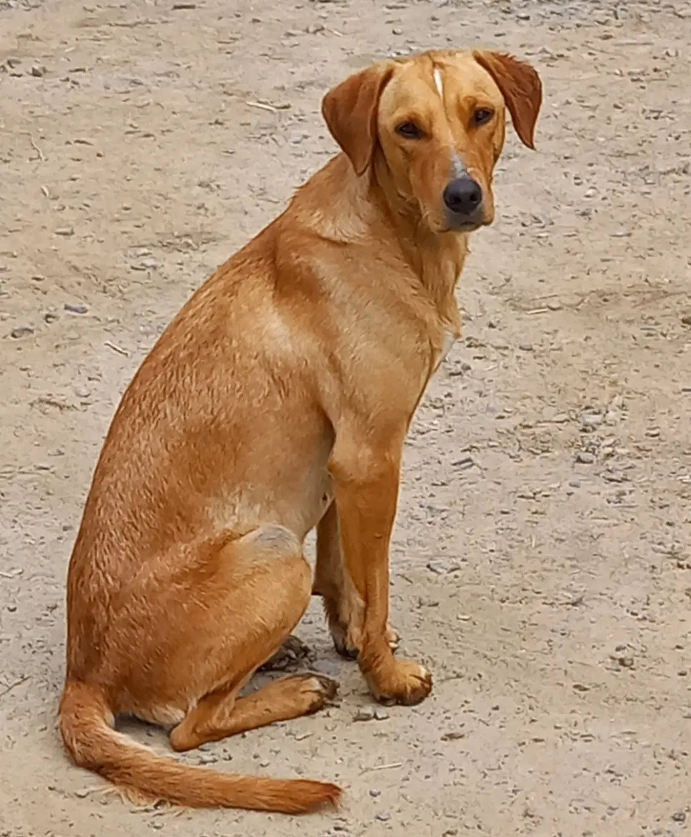 Chienne Perdue 53 Mayenne Chienne Perdue 53 Mayenne