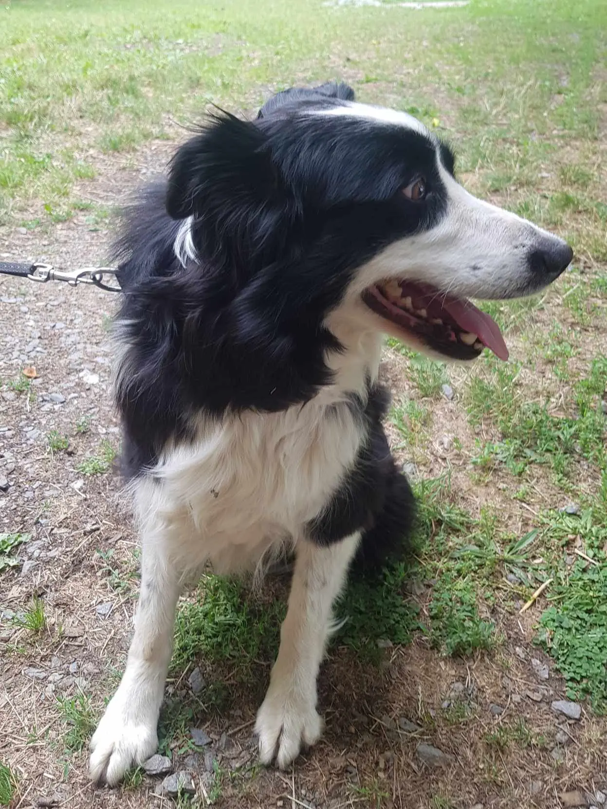 Chienne Perdue 53 Mayenne Chienne Perdue 53 Mayenne