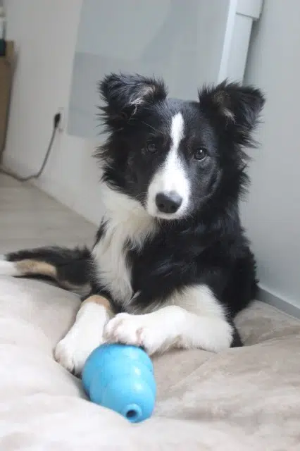 chienne lost   54710 Ludres Arya