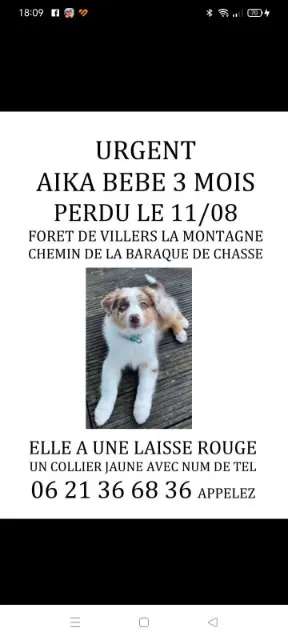 perra perdida 54920 Villers-la-Montagne Aïka perra lost 54920 Villers-la-Montagne Aïka