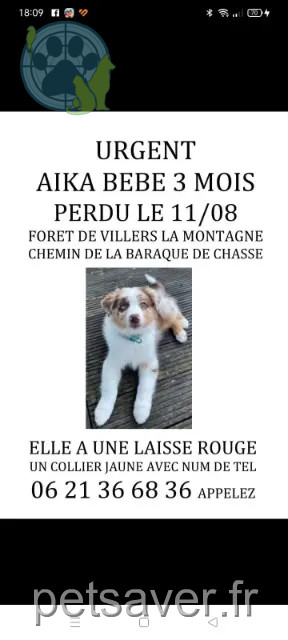 Hündin vermisst 54920 Villers-la-Montagne Aïka Hündin lost 54920 Villers-la-Montagne Aïka