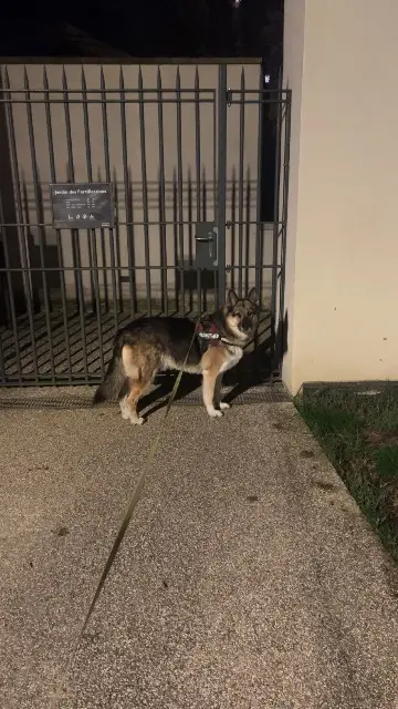 chienne lost   54740 Xirocourt Lina