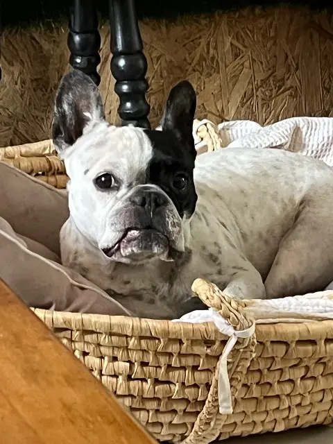 chienne lost   54110 Rosières-aux-Salines Mayanga