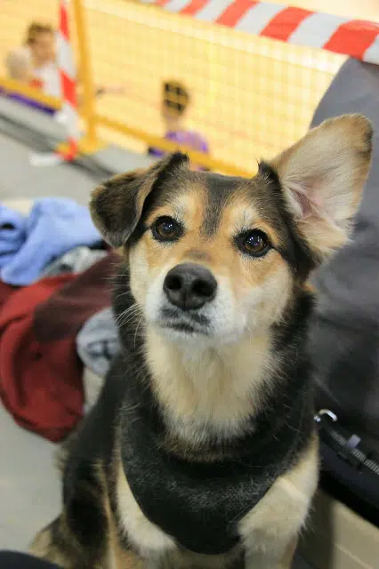 chienne lost    Nancy Brisa