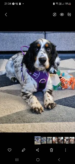 chienne lost   54710 Ludres SANSA