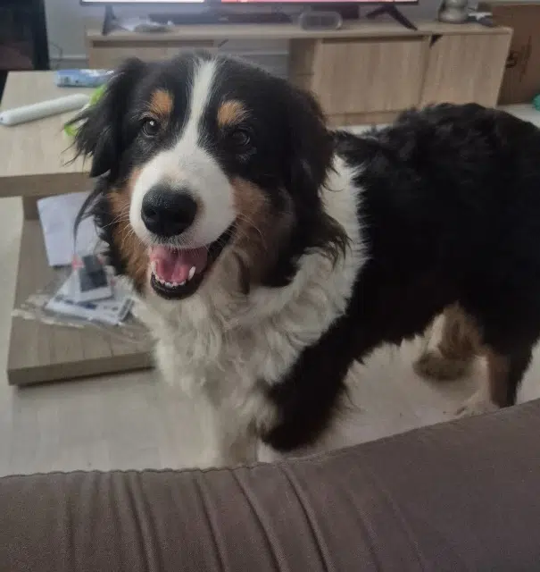 chienne lost   54510 Tomblaine Shining