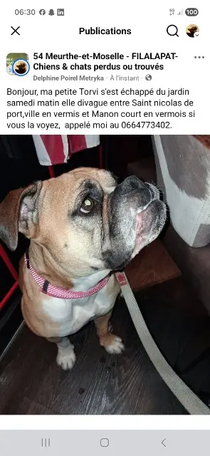 chienne lost   54210 Ville-en-Vermois Torvi