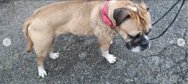 dog lost   54360 Barbonville Torvi