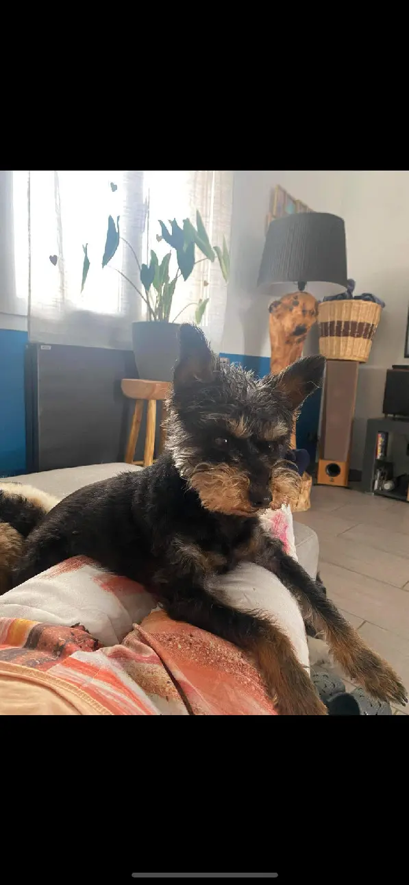 Chienne Perdue 54 Meurthe-et-Moselle Chienne Perdue 54 Meurthe-et-Moselle