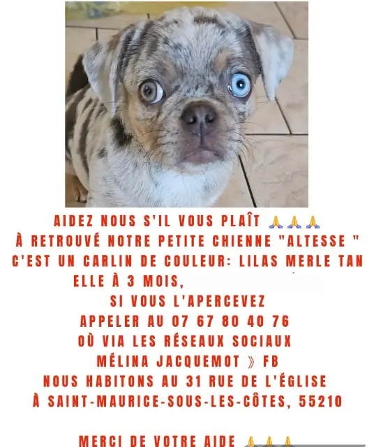 teef vermist 55210 Saint-Maurice-sous-les-Côtes Altesse teef lost 55210 Saint-Maurice-sous-les-Côtes Altesse