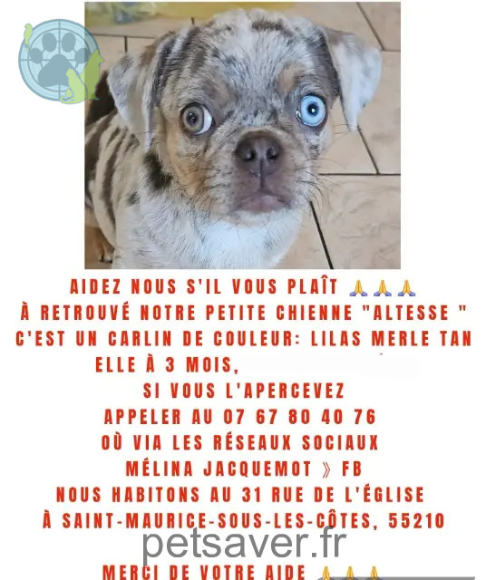 cadela perdida 55210 Saint-Maurice-sous-les-Côtes Altesse cadela lost 55210 Saint-Maurice-sous-les-Côtes Altesse