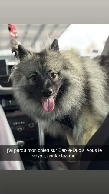 chienne lost   55000 Bar-le-Duc Olympe