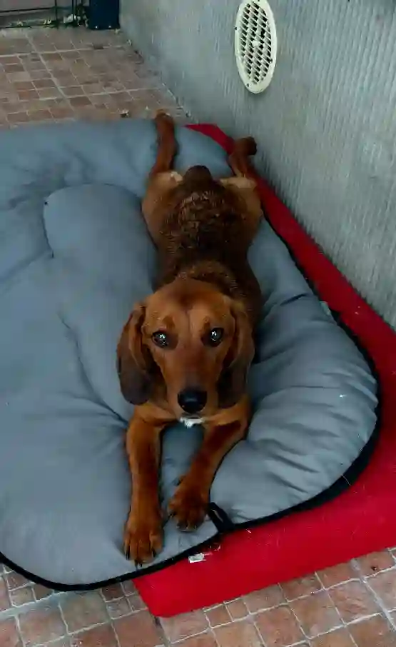 Chienne Perdue 55 Meuse Chienne Perdue 55 Meuse