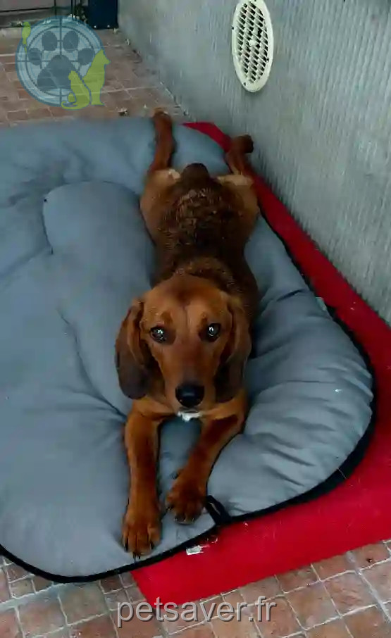 Chienne Perdue 55 Meuse Chienne Perdue 55 Meuse